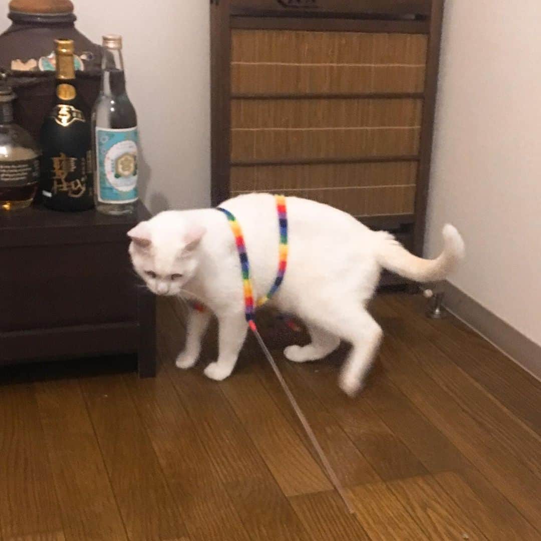 金巻ともこさんのインスタグラム写真 - (金巻ともこInstagram)「ひとりで勝手に絡まってる…… #kurohakuchai #cat #猫 #白猫 #whitecat」5月27日 20時43分 - tomotomoco
