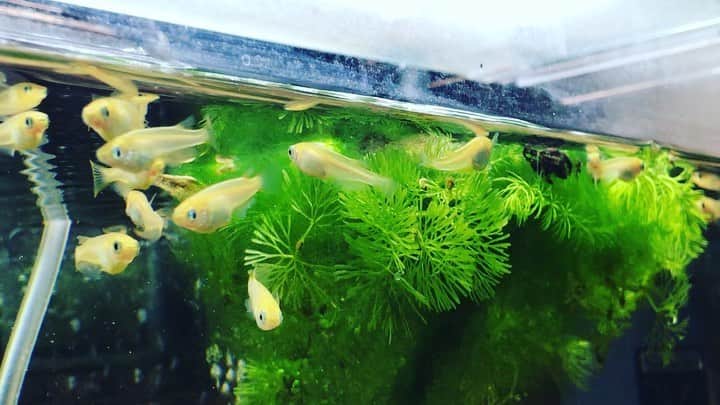 ただすけのインスタグラム：「渋滞中 #今日のメダカ」