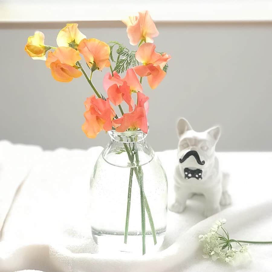 Bloomee LIFEさんのインスタグラム写真 - (Bloomee LIFEInstagram)「・ どんなお花が届くかはお楽しみだけど すごく好みな淡くて柔らかい お花が届いで嬉しいです✨  今日はハンドドリップコーヒーとチーズケーキの会☕️ お花が場を明るくしてくれる♡ ・ Special Thanks Photo by⠀ @maekiii @kokkoosan ・ わいわい、たのしくお友達とのあつまり。 おいしいケーキとコーヒーと。  やわらかいお花が素敵な香りと 優しい時間に彩りを🌸 ・ #bloomeelife#ブルーミーライフ#花のある生活#花好きな人と繋がりたい#おうち時間#花部#花写真#花が好き#花を飾る#暮らしを楽しむ#日々の暮らし#丁寧な暮らし#日々#お花のある暮らし#ナチュラル#素敵な休日#暮らしを整える#くらしのきほん#日々の暮らしを楽しむ#丁寧に暮らす#ナチュラルインテリア#ミニブーケ#フラワーベース#すっきり暮らす#シンプルライフ#シンプルに暮らす#シンプルホーム#植物のある暮らし」5月27日 21時08分 - bloomee