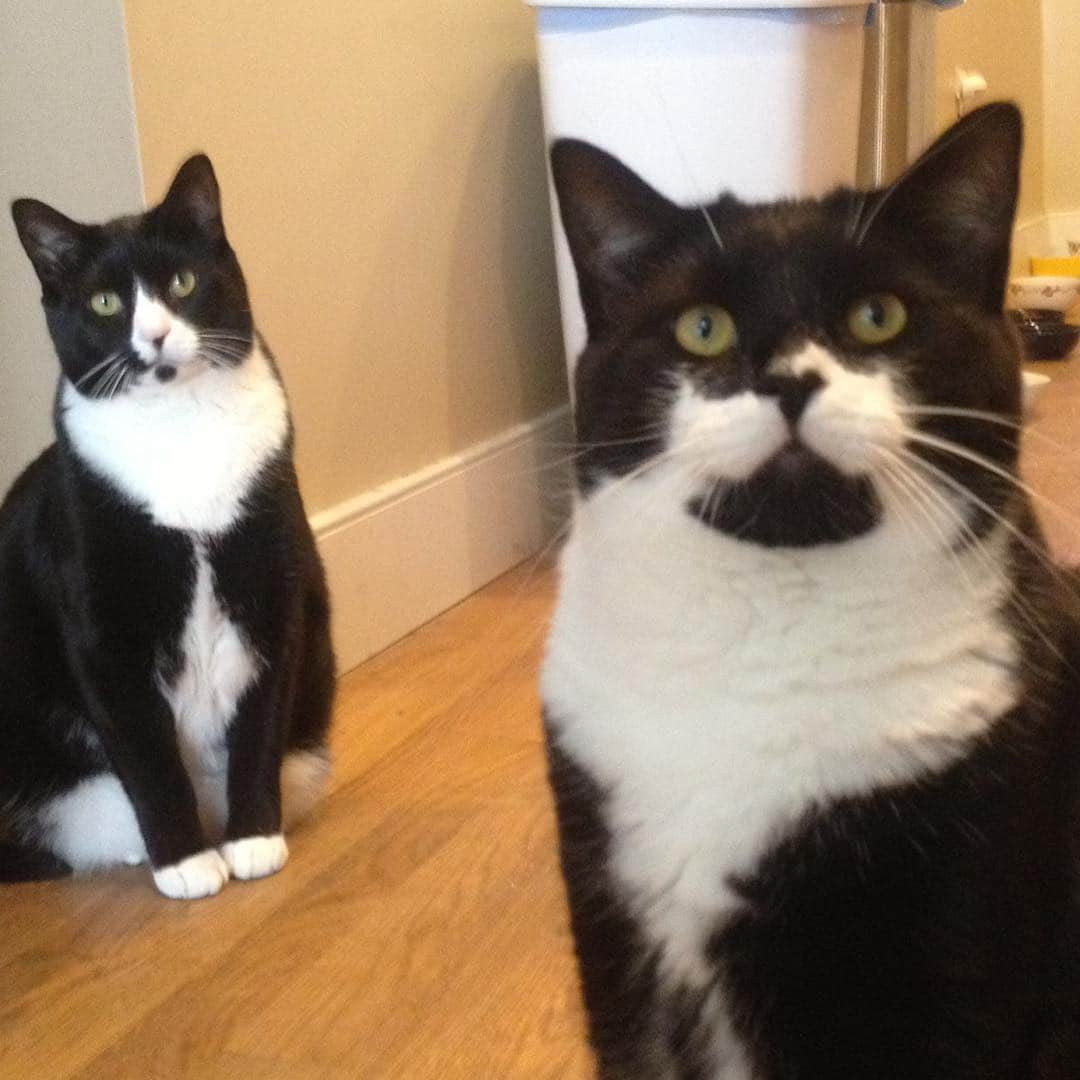 Tuxedo Cat Brosさんのインスタグラム写真 - (Tuxedo Cat BrosInstagram)「5 years ago today, we had to say goodbye to sweet Desmond when he unexpectedly went into heart failure at just two years old. He and Ben were from the same litter and it broke our hearts to let him go. I think about him all the time, especially how when he meowed it always sounded like he was saying “Momma.” I know some of you have followed us for many years and still remember him, and that makes me so happy! Yesterday I received this necklace in the mail—a glass pendant that contains some of his ashes. I will treasure it forever. Thank you, @dmglass_ ! Swipe left to enjoy some lovable Desmond & Ben photos. ❤️❤️❤️❤️ #seeyouinanotherlifebrother」5月4日 5時01分 - tuxedotrio