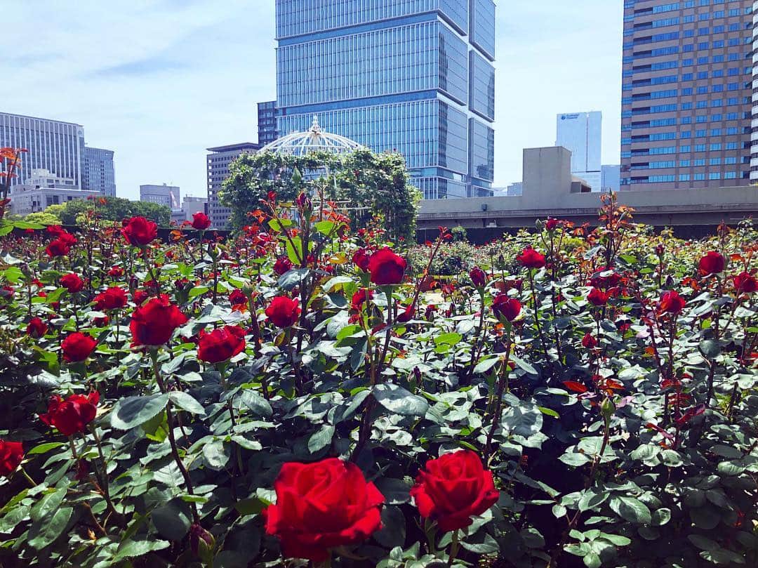 ホテル ニューオータニさんのインスタグラム写真 - (ホテル ニューオータニInstagram)「Indulge in a moment of luxury in our #rosegarden . 太陽の日差しを浴びて、#オータニローズガーデン の薔薇の開花が進んできました。Instagramキャンペーンも開催中です！詳しくはハイライトをご覧ください。 #ローズ #薔薇 #バラ #ローズガーデン #庭 #赤坂 #ホテルニューオータニ #roses #redroses #garden #rose #akasaka #tokyo #blooming @hotelnewotanitokyo」5月3日 21時16分 - hotelnewotanitokyo