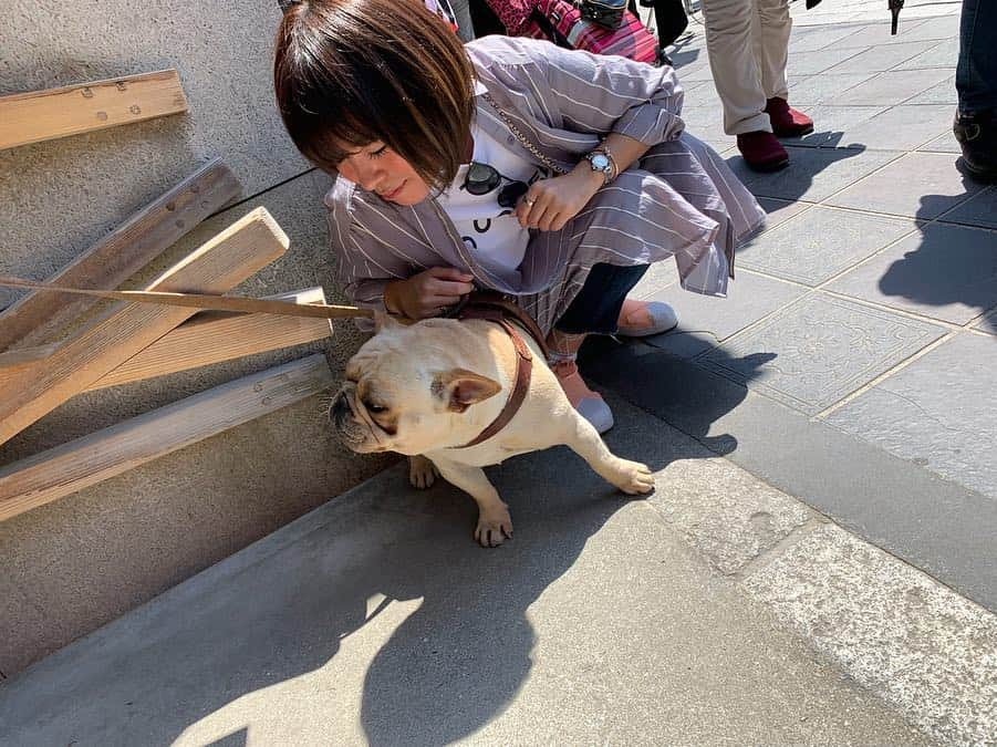 足立かりんさんのインスタグラム写真 - (足立かりんInstagram)「🐕🐩、、、🧡💛 #可愛えぇぇぇ #わんちゃん #スタバで出会ったわんちゃん #日向ぼっこしてた #癒し空間 #福岡 #太宰府 #fukuoka #starbucks」5月3日 21時16分 - karinadachi