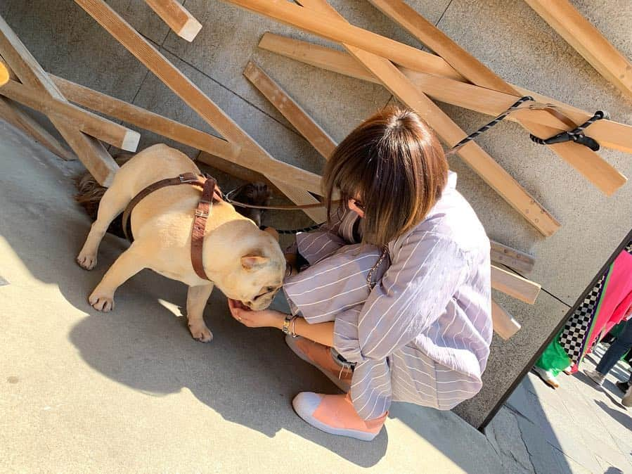 足立かりんさんのインスタグラム写真 - (足立かりんInstagram)「🐕🐩、、、🧡💛 #可愛えぇぇぇ #わんちゃん #スタバで出会ったわんちゃん #日向ぼっこしてた #癒し空間 #福岡 #太宰府 #fukuoka #starbucks」5月3日 21時16分 - karinadachi