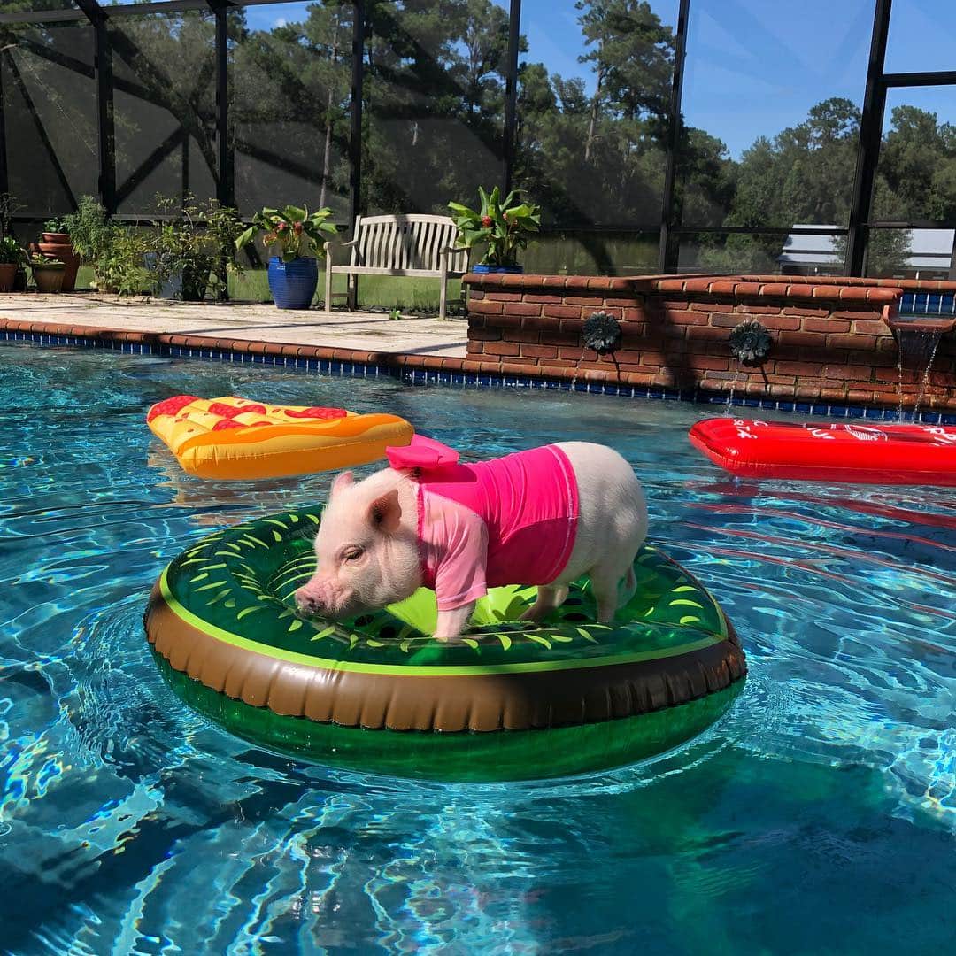 Priscilla and Poppletonさんのインスタグラム写真 - (Priscilla and PoppletonInstagram)「Floating into the weekend like...🐷🥝 The homeschool kids are taking a field trip to grandma’s pool today. Only 15 more days, and Pop and I will be on summer vacation and joining them. #homeschool #posingposey #kiwifloat #poolday #floatingintotheweekend #PrissyandPop」5月3日 21時17分 - prissy_pig