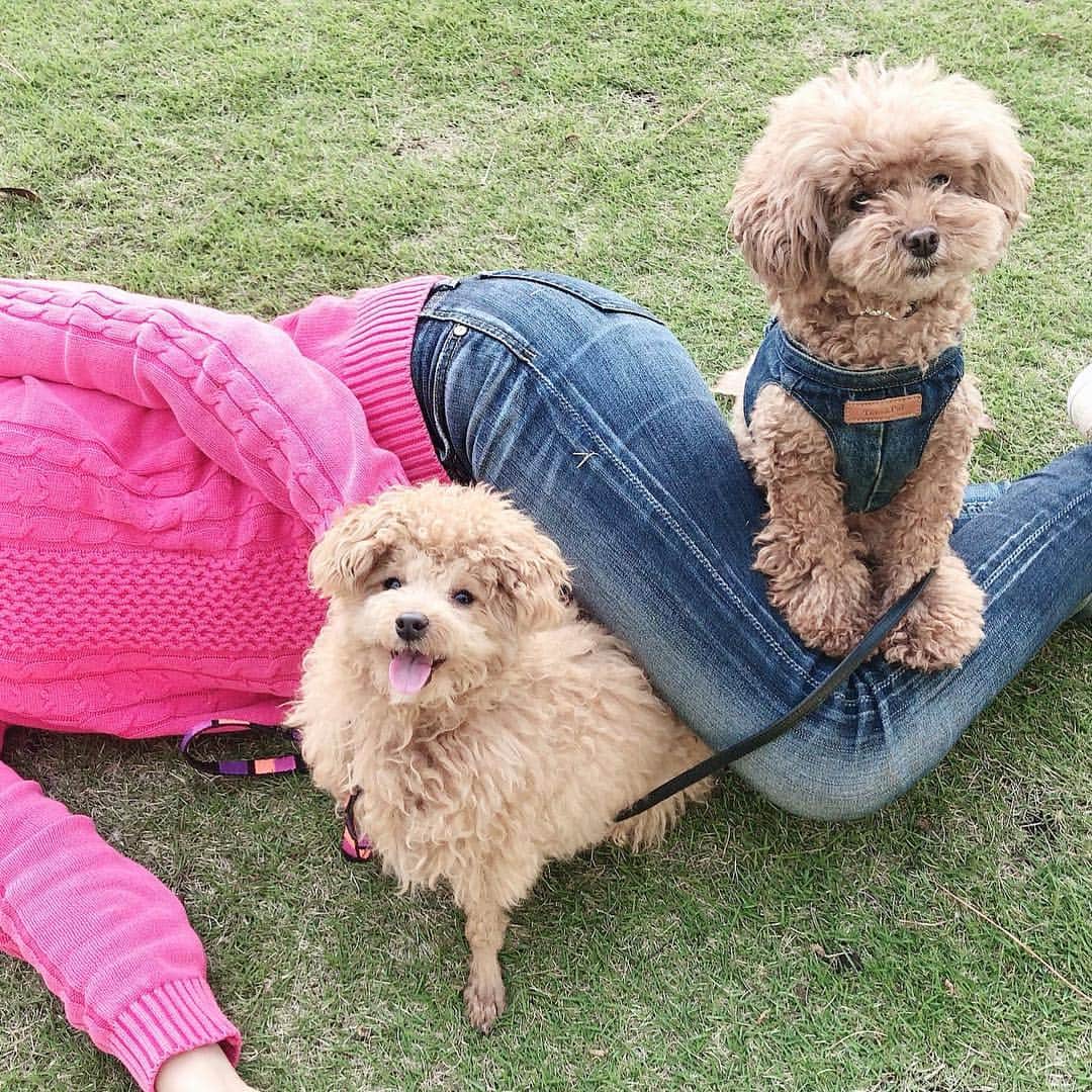 日下裕江さんのインスタグラム写真 - (日下裕江Instagram)「甘えん坊ロルは すぐ何処でも乗れるスペースがあれば遠慮なく乗っかってくる…  Manamiの脚の上にも 器用に乗っかっちゃって 図々しい…  だから、 乗らせないよう 膝で顔バサミの刑 を与えました。笑  #図々しい犬 #遠慮ない犬 #甘えん坊犬 #人の上に乗る犬 #toypoodle #dogstagram #dog #トイプードル #ドッグスタグラム #ロルスタグラム」5月3日 21時25分 - hiroe___h