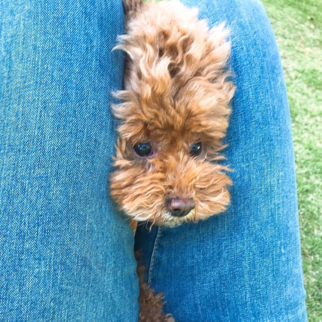 日下裕江さんのインスタグラム写真 - (日下裕江Instagram)「甘えん坊ロルは すぐ何処でも乗れるスペースがあれば遠慮なく乗っかってくる…  Manamiの脚の上にも 器用に乗っかっちゃって 図々しい…  だから、 乗らせないよう 膝で顔バサミの刑 を与えました。笑  #図々しい犬 #遠慮ない犬 #甘えん坊犬 #人の上に乗る犬 #toypoodle #dogstagram #dog #トイプードル #ドッグスタグラム #ロルスタグラム」5月3日 21時25分 - hiroe___h