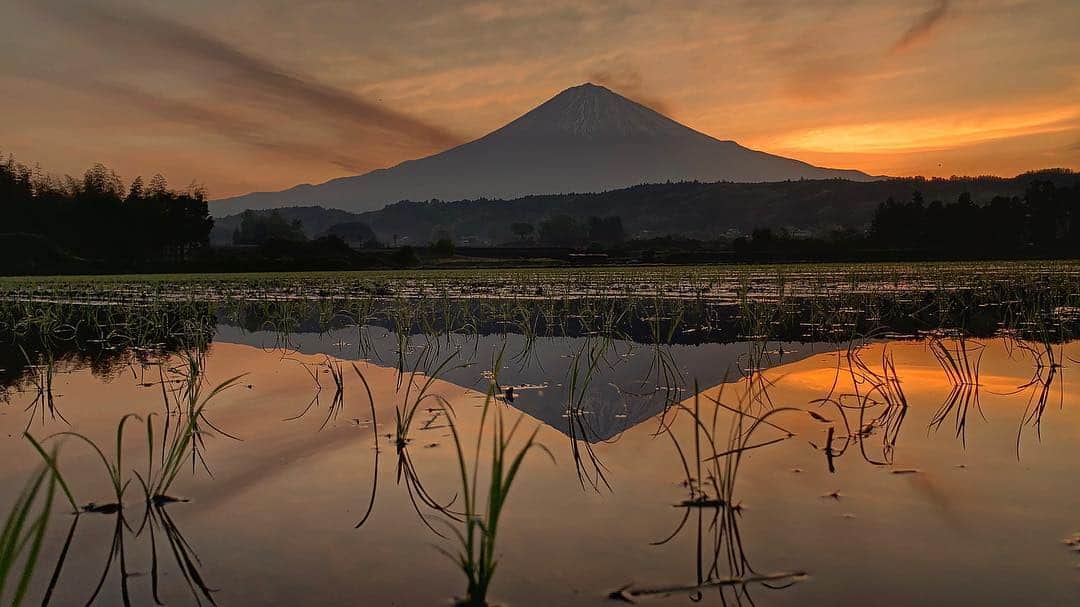 phantastic420のインスタグラム：「. 🤩🤩“Shizuoka” prefecture in Japan is a place where you can see the most “phantastic” Mt. Fuji🗻 in the world.🤩 #富士山 #mtfuji #japan 😇😇😇😇😇😇😇🗻😇😇 素敵な朝でした🌾 This is Japan‼︎😍 Thanks @next_fuji #nextfuji  @jalan_net #jalan_daidai  @visit.tokai @shizuoka_kankou #静岡dc #富士宮市  #photois #50000人の写真展 #日本の風景 #東京 @fujifilm_photois #nationalparksjp2019contest」
