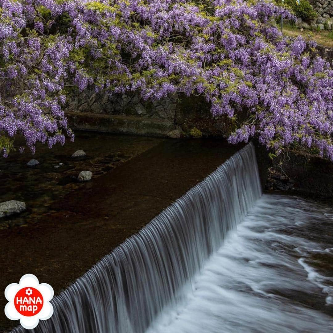 はなまっぷ❁日本の花風景のインスタグラム