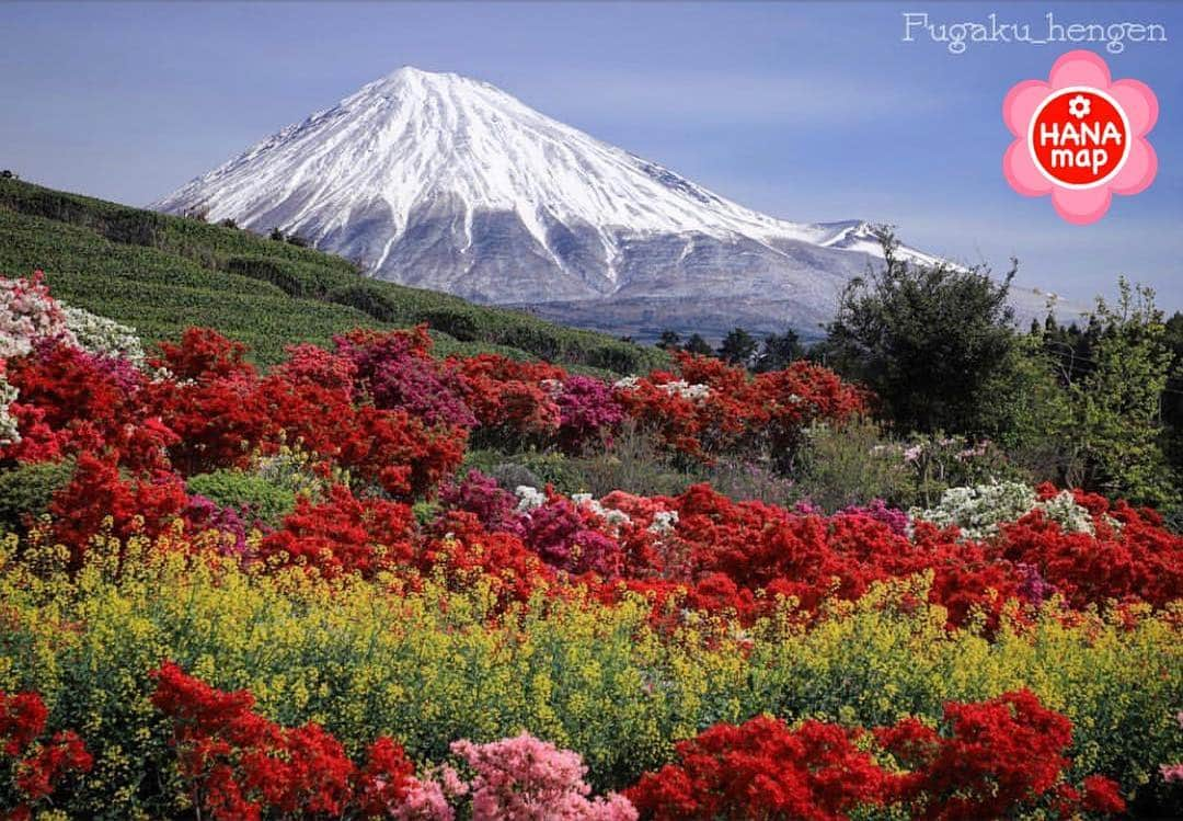 はなまっぷ❁日本の花風景さんのインスタグラム写真 - (はなまっぷ❁日本の花風景Instagram)「🌸はなまっぷ🌸 * @fugaku_hengen さんの 花のある風景に花まるを💮 * 雪化粧をした富士山に華やかなツツジの装いをありがとうございます😊🌸 * 静岡  #富士宮市 Fujinomiya, Shizuoka Pref. * 🌼ツツジの花言葉📝🌼 節度、慎み * 見頃を過ぎている場合もございます。お出かけの際はHP等で最新の情報をご確認くださいね🙏🌸 * 🌸•••🌸•••🌸•••🌸•••🌸•••🌸 * いつも素敵なお花をありがとうございます😊 日本の花のある風景にタグ付けしてください🌸 お花があれば何でもOKです💓 * #はなまっぷ * #日本の美しい花風景#花のある風景#花#花言葉#花畑#菜の花#ツツジ#躑躅#富士山#mt fuji」5月3日 21時50分 - hanamap