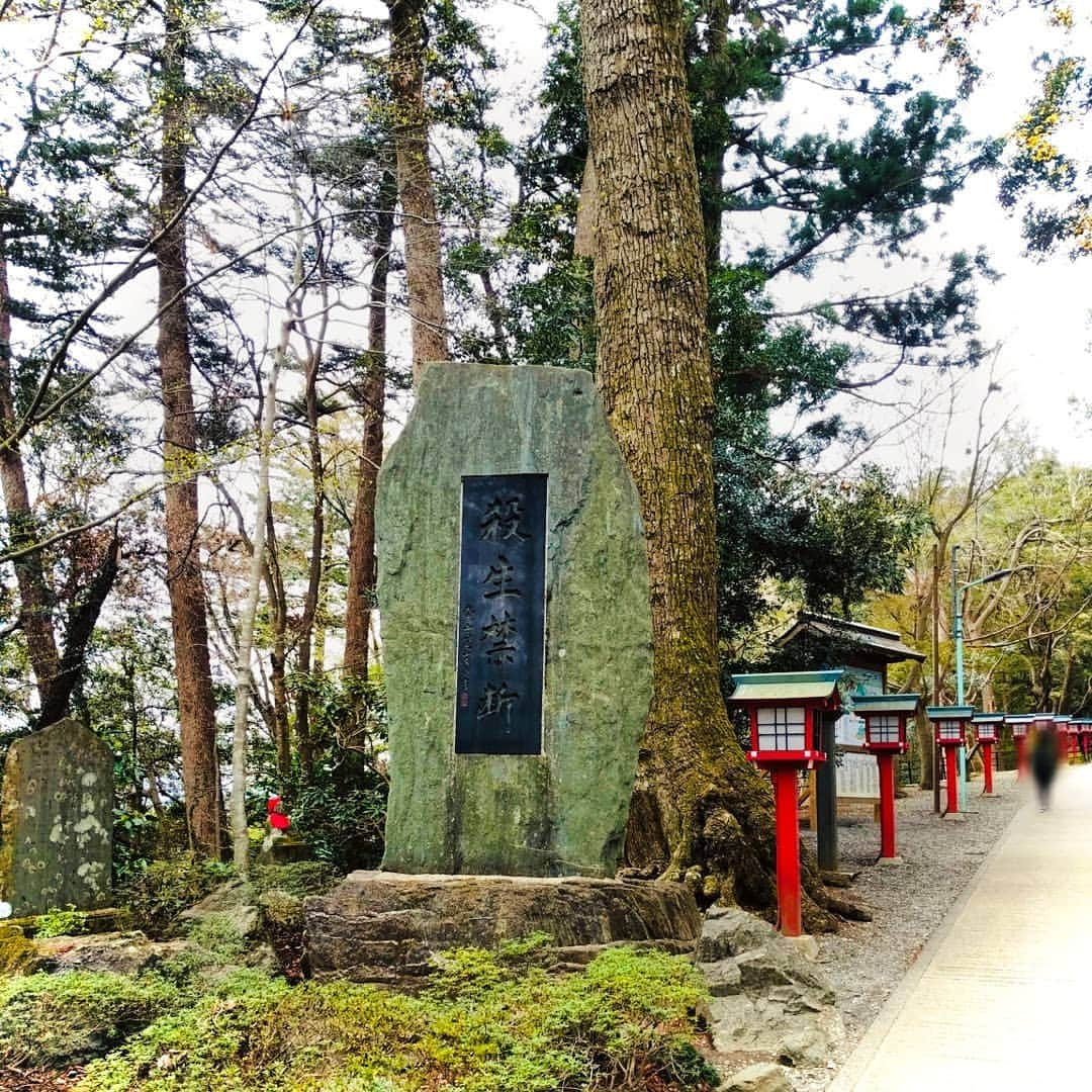 日本工学院さんのインスタグラム写真 - (日本工学院Instagram)「フレッシャーズキャンプ!! 高尾山 登山途中!! <学生投稿写真> #日本工学院 #nihonkogakuin #専門学校 #日本工学院八王子専門学校 #日本工学院専門学校 #工学院 #学生投稿写真 #新入生 #フレッシャーズキャンプ #高尾山 #ミシュラン #八王子 #高尾山登山 #登山 #日陰は涼しい #明日は筋肉痛 #山フォトコン #やまポトレ」5月3日 22時00分 - nihonkogakuin