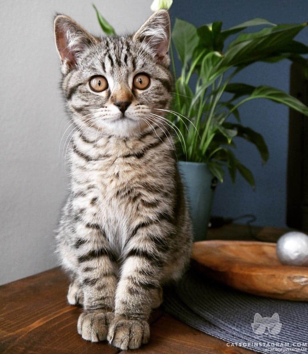 Cats of Instagramさんのインスタグラム写真 - (Cats of InstagramInstagram)「From @tabbykitto: “What you doing?” #catsofinstagram」5月3日 22時02分 - cats_of_instagram