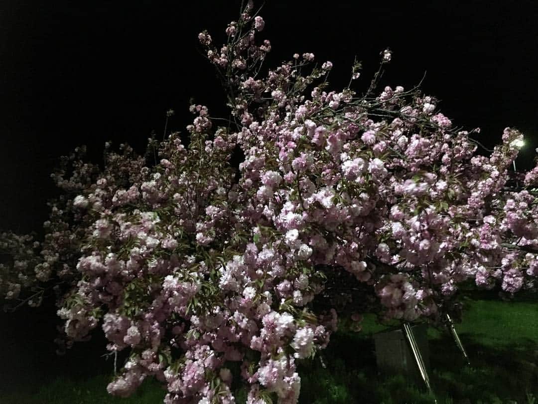 佐藤太一郎さんのインスタグラム写真 - (佐藤太一郎Instagram)「‪昨日は埼玉、今日は秋田で公演でした。‬ ‪明日は山形で新喜劇。‬ ‪東北は、まだ桜が咲いてました。‬ #吉本新喜劇 #SHOWROOM」5月3日 22時15分 - satotaichiro_shinkigeki