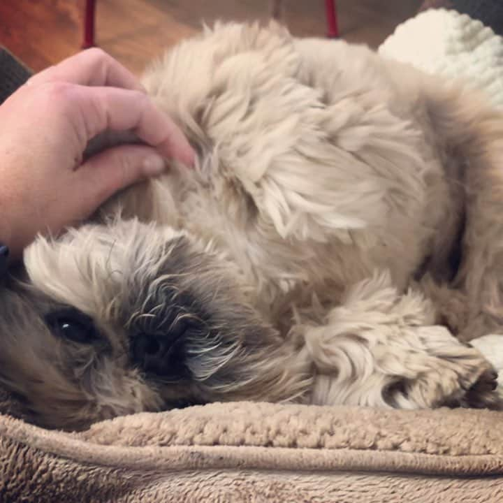 Dougie the Shih Tzuのインスタグラム