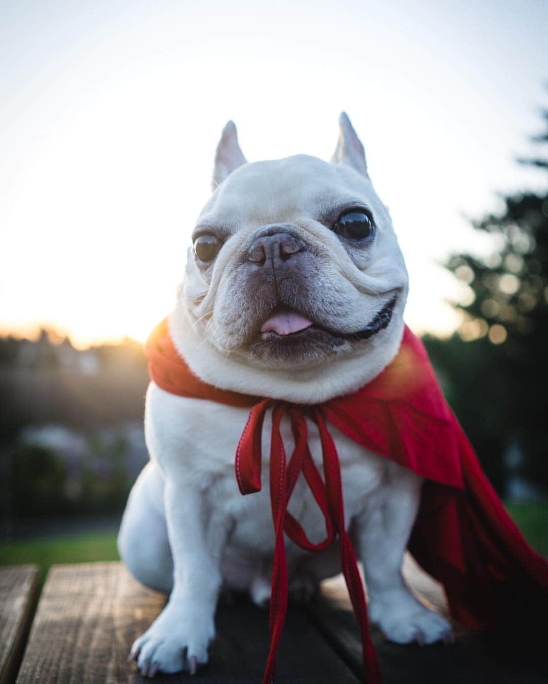 DogsOf Instagramさんのインスタグラム写真 - (DogsOf InstagramInstagram)「“When I put this cape on, I feel like a superhero! But did you know there are true #superpowerdogs out there whom I look up to?! #ad •  Thank you @superpowerdogs and @imax for creating this inspiring film about brave pups who save lives and make this world a better place! @superpowerdogs is in IMAX theaters now!” writes @barkleysircharles  #dogsofinstagram」5月3日 22時28分 - dogsofinstagram