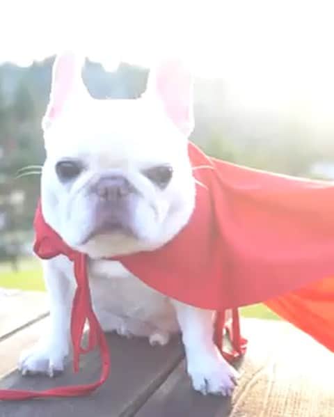 DogsOf Instagramのインスタグラム：「“When I put this cape on, I feel like a superhero! But did you know there are true #superpowerdogs out there whom I look up to?! #ad •  Thank you @superpowerdogs and @imax for creating this inspiring film about brave pups who save lives and make this world a better place! @superpowerdogs is in IMAX theaters now!” writes @barkleysircharles  #dogsofinstagram」