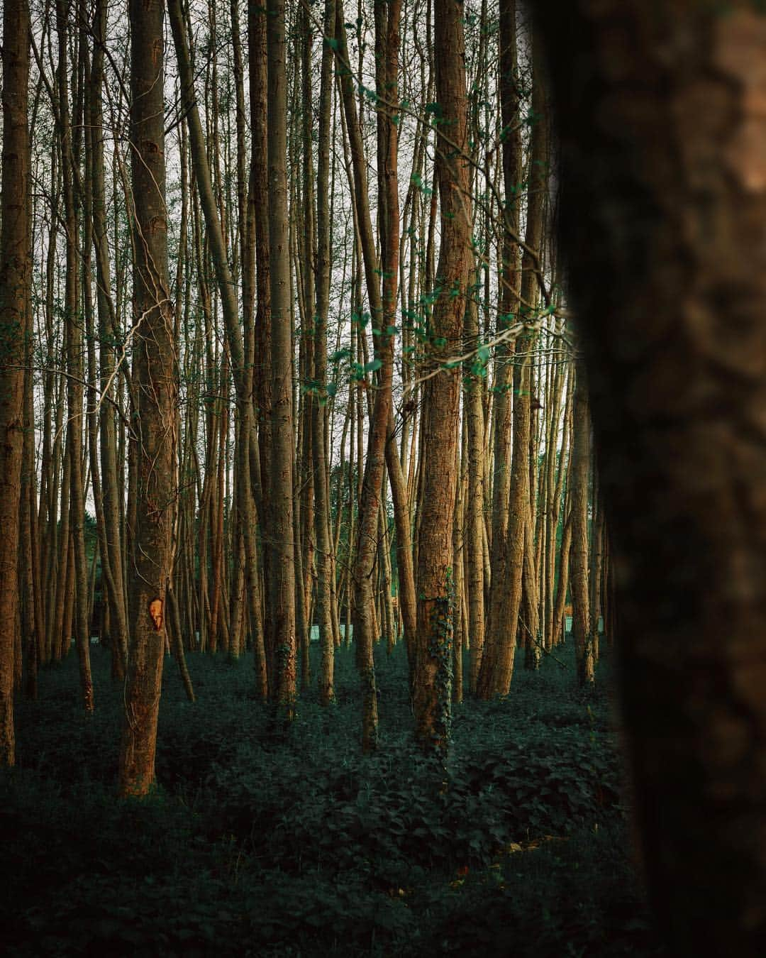 Simone Bramanteさんのインスタグラム写真 - (Simone BramanteInstagram)「{ 🍃 } • Reconnecting with the natural environment along the long and empty roads of the French countryside.  A silent drive w/ @nissaneurope #SimplyAmazing #ad #NissanLEAF」5月3日 22時38分 - brahmino