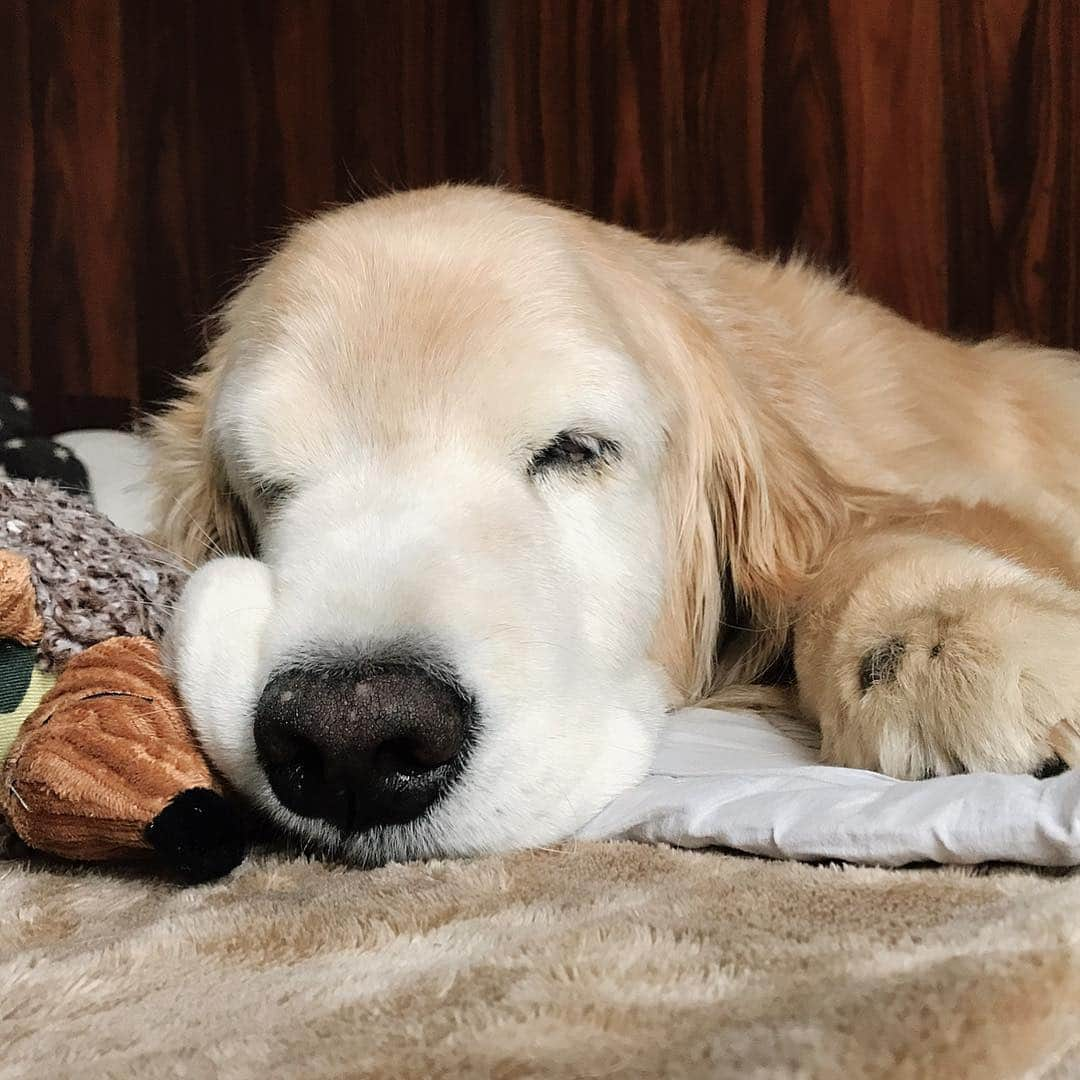 kei515yuさんのインスタグラム写真 - (kei515yuInstagram)「おやすみなさい。 Good night. 😴🌙🌃 #dogsofinstagram #ゴールデンレトリバー #ilovegolden_retrievers #retrieversgram #petscorner #insta_animal #dog_ofinstagram #insta_dogs #gloriousgoldens #retriever #goldenretriever #犬バカ部 #igdog #gryuuko #topdogphoto #repost_ezyjp #retrieveroftheday #dogscorner #weeklyfluff #thedailygolden #dog_features #excellent_dogs #pecoいぬ部」5月3日 22時45分 - kei515yu