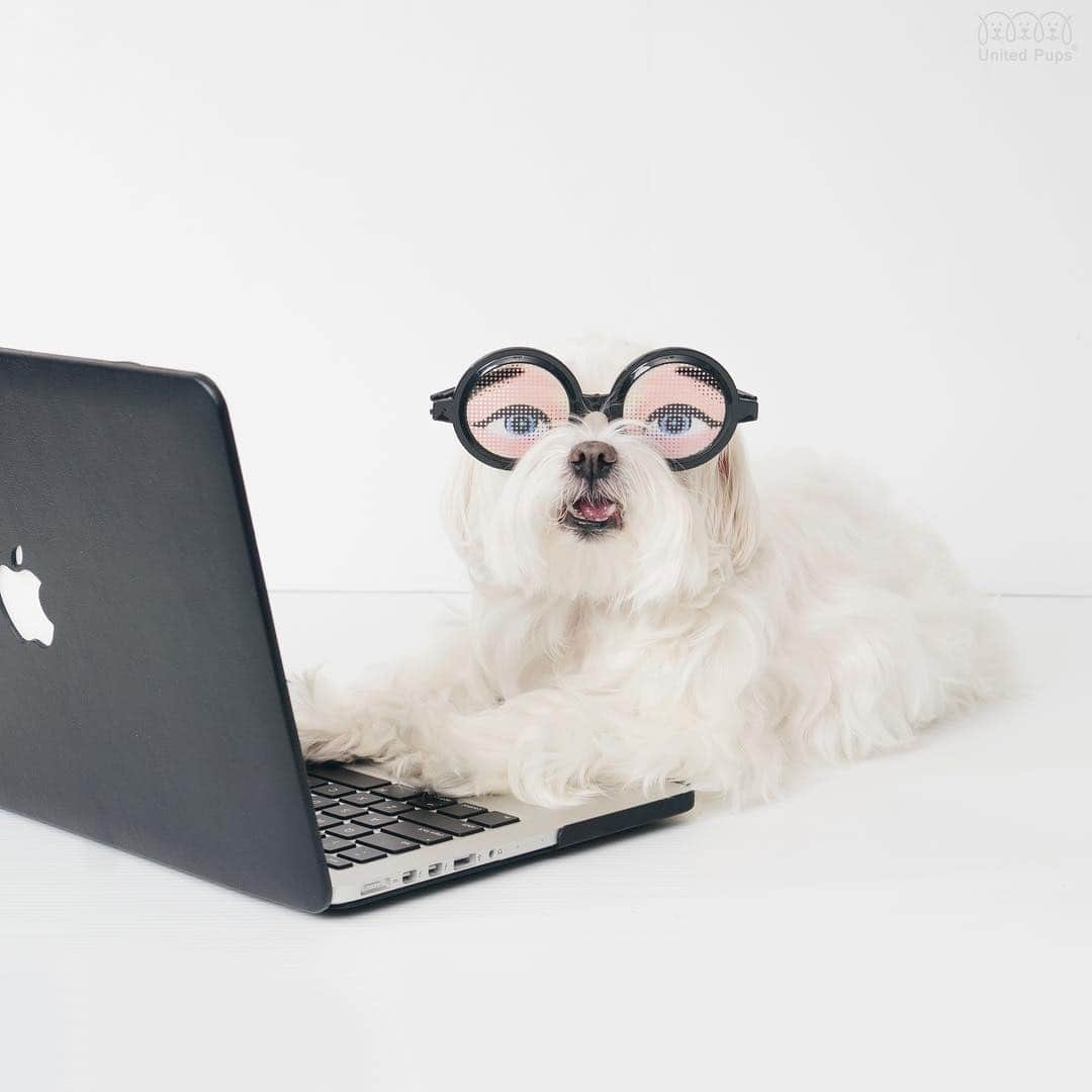 のインスタグラム：「Even though it is Friday, I am still a seriously charming office man 👨🏻‍💻 👍🏻 ・・・・ #fridayfeeling #fridayvibes #fridaymood #fridayfeels #fridayfunday #fridayfunny #fridayfun #friyay #happyfriyay #friyay🎉 #friyay🙌 #friyayfun #ilovefridays #tgifridays #glasses👓 #dogsinglasses #bigeyesbaby #funnyglasses #bigeyes #bigeyes👀 #doginsta #dogstyler#dogstyle🐶 #dallastx  dallasdogs #texasdog #dogslife#hiarod #arod #maltese」