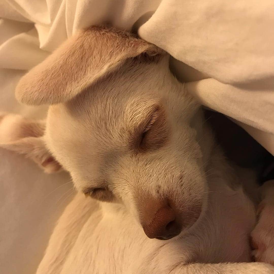 マーガレット・チョーさんのインスタグラム写真 - (マーガレット・チョーInstagram)「Let’s sleep in! Lucia in bed #chihuahua #dog #rescuedog」5月3日 23時15分 - margaret_cho