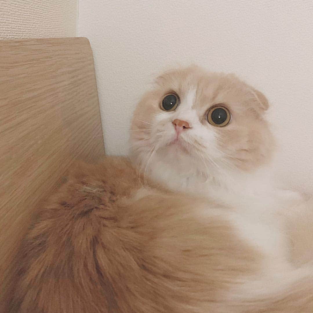のんたのインスタグラム：「最近は私の頭の上で寝ているぼーちゃん。 たまにしっぽがふわっとおでこに当たってびっくりします😆 #scottishfold #catstagram_japan #catsofinstagram #cats_of_instagram #catoftheday #purr #bestmeow #catlover #cutecat #kittensofinstagram #cute #スコティッシュフォールド」