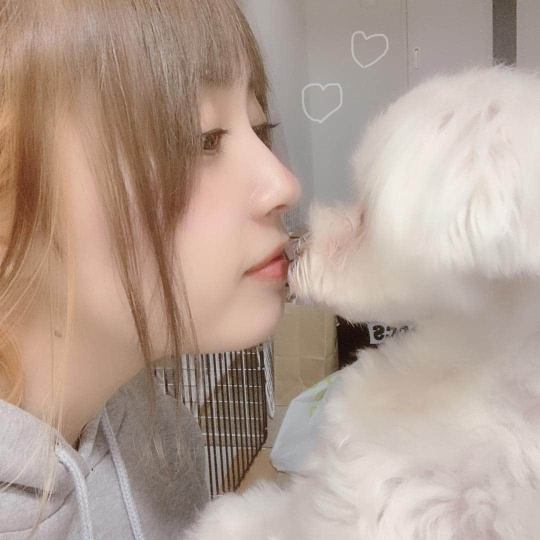 加藤愛永さんのインスタグラム写真 - (加藤愛永Instagram)「. . ちょらじ選手😙💕 . . #mydog #kawaii #マルチーズ #1歳3ヶ月 #🐩 #うさぎさん」5月3日 23時09分 - kyato39