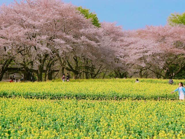 木下綾菜さんのインスタグラム写真 - (木下綾菜Instagram)「お花畑いきたいなあ。 カメラ持ってお出かけしたい、そんな気分。 . #木下綾菜 #木下カメラ #さんみゅ」5月3日 23時29分 - kinoshita_ayana