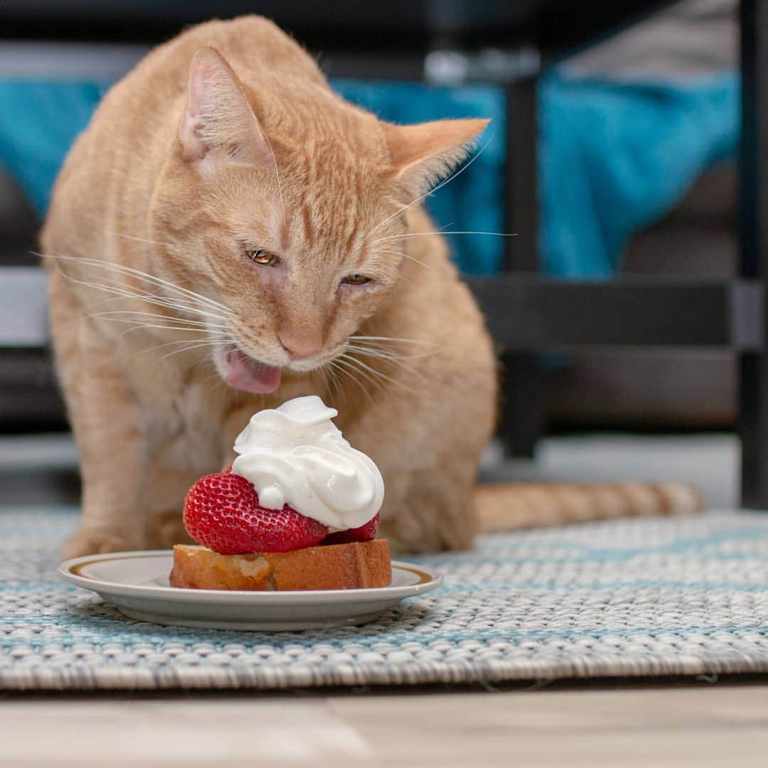 Garyさんのインスタグラム写真 - (GaryInstagram)「Take a big ol bite, cause Jesse turns 3(00) today and I'd like to thank him for being the sweetest, goodest ginger boi in the world. Mom and Dad love you! #jessepinkeye #happybirthday 🧁🍥🍰🎂🎈」5月3日 23時31分 - omgdeedee