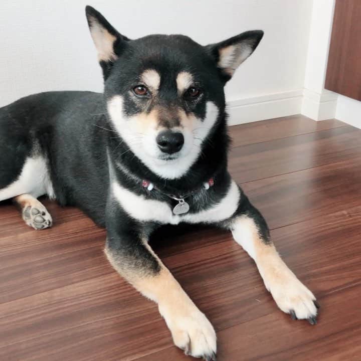 vo_coのインスタグラム：「🐾 10連休… ヒマだわんね… * 渋滞嫌いの飼い主は本格的にどこにも出かけないことを決めたらしいわん 明日の一般参賀もやめたって だからもう少し構ってもらうわん！ * #shibastagram #instashiba #shiba #shibainu #黒柴 #柴犬」
