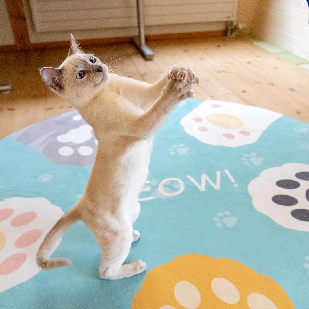 マアルさんのインスタグラム写真 - (マアルInstagram)「ラックちゃん🐈 #北海道 #旭川市 #ペットホテル #トンキニーズ #tonkinese」5月3日 23時44分 - psmaaru