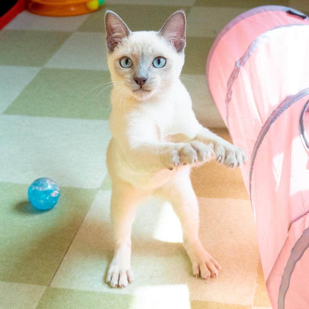 マアルのインスタグラム：「ラックちゃん🐈 #北海道 #旭川市 #ペットホテル #トンキニーズ #tonkinese」
