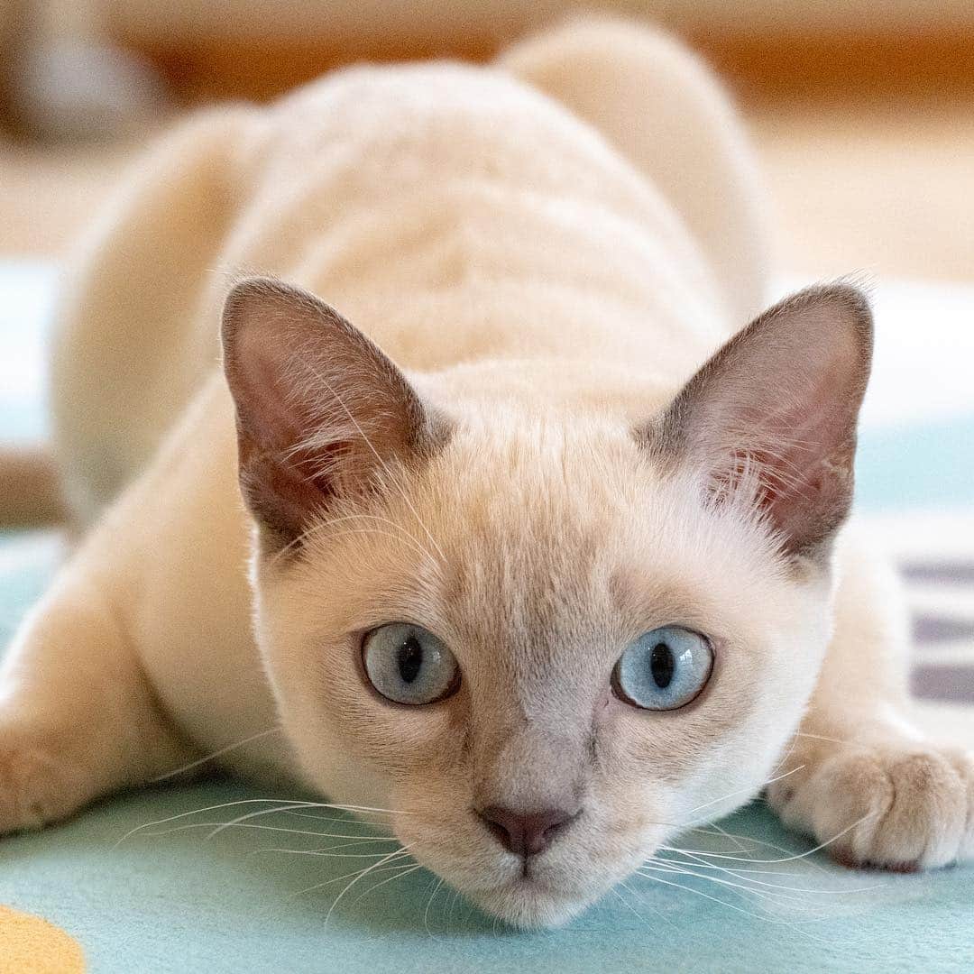 マアルのインスタグラム：「ラックちゃん🐈 #北海道 #旭川 #猫専用ホテル #トンキニーズ #tonkinese」