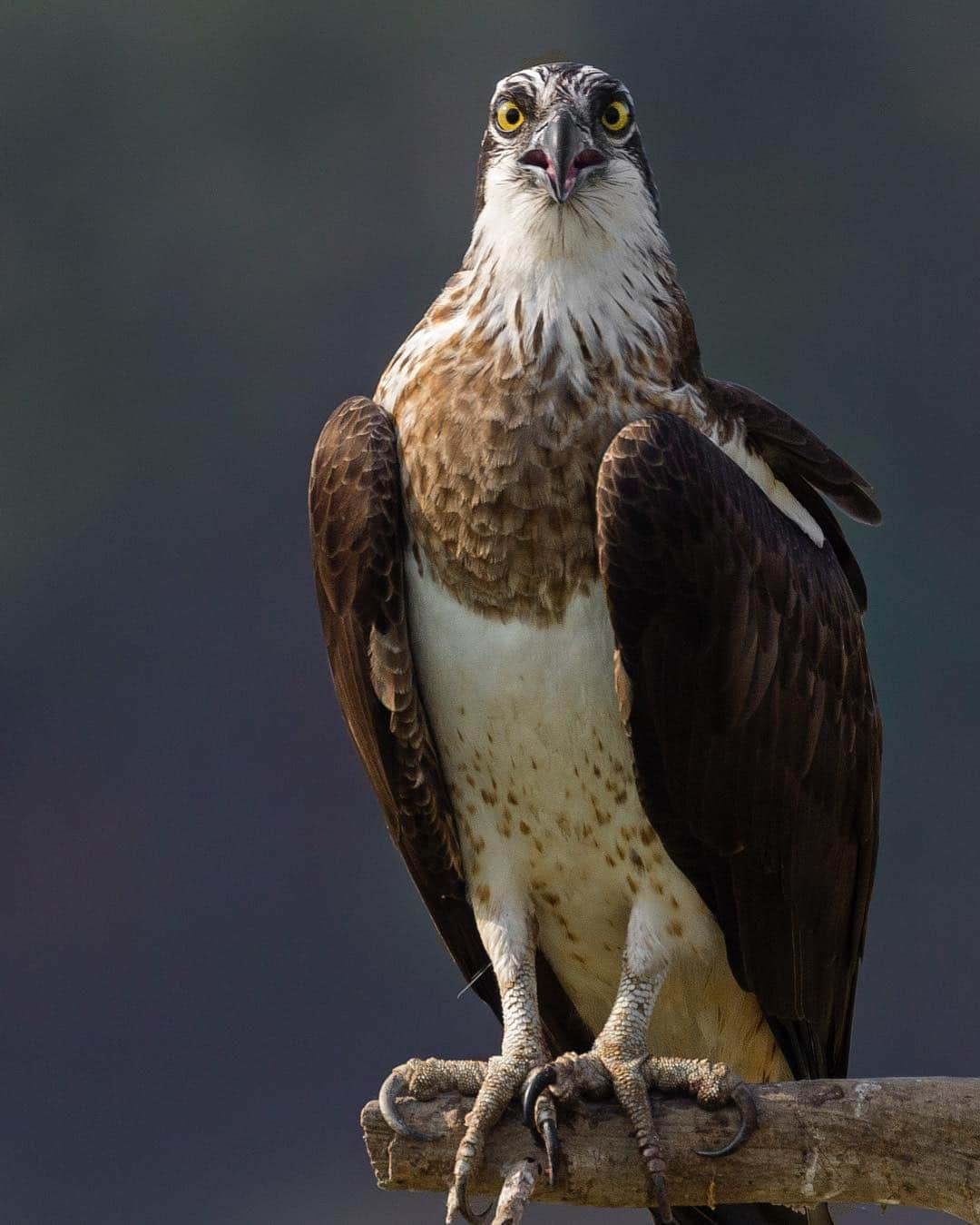 Discoveryさんのインスタグラム写真 - (DiscoveryInstagram)「Did someone say Friday!? . . “The osprey is a raptor found all over the world, thriving around bodies of water that have plenty of fish to eat." 📸 + caption by Ankit Bansod (@ankit.bansod13) . . . . #adventure #travel #nature #photography #photooftheday #explore #naturephotography #nature #potd #tgif #raptor #igbirds #birdwatching #instabird #funny #friday」5月4日 0時25分 - discovery