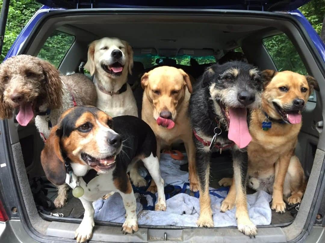 Subaru of Americaさんのインスタグラム写真 - (Subaru of AmericaInstagram)「All smiles in a Forester 😊 #FurryFanPhotoFriday (📸: @shanleila)」5月4日 0時26分 - subaru_usa