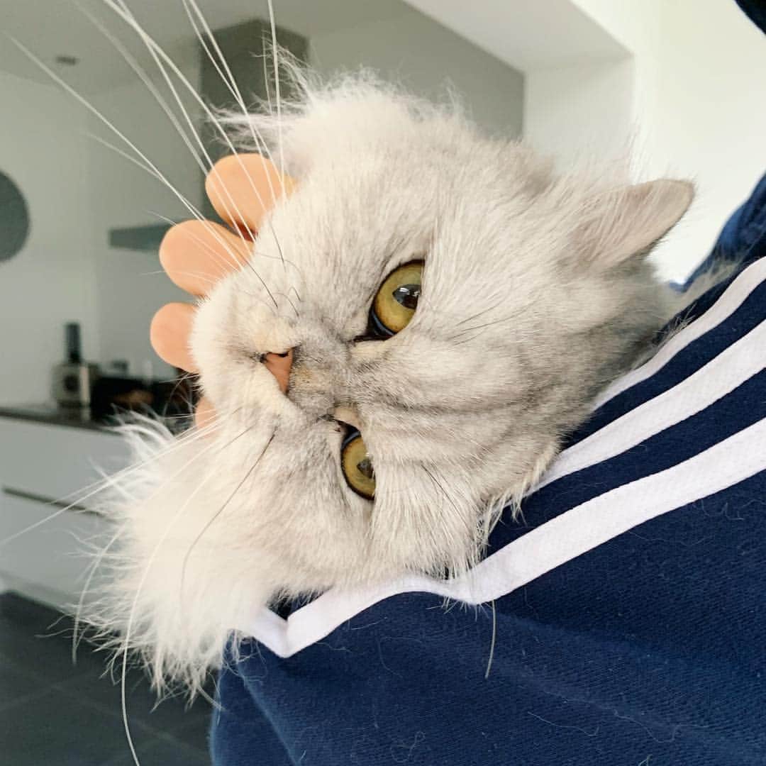 Milkshake the Catのインスタグラム：「Happy Shake.」