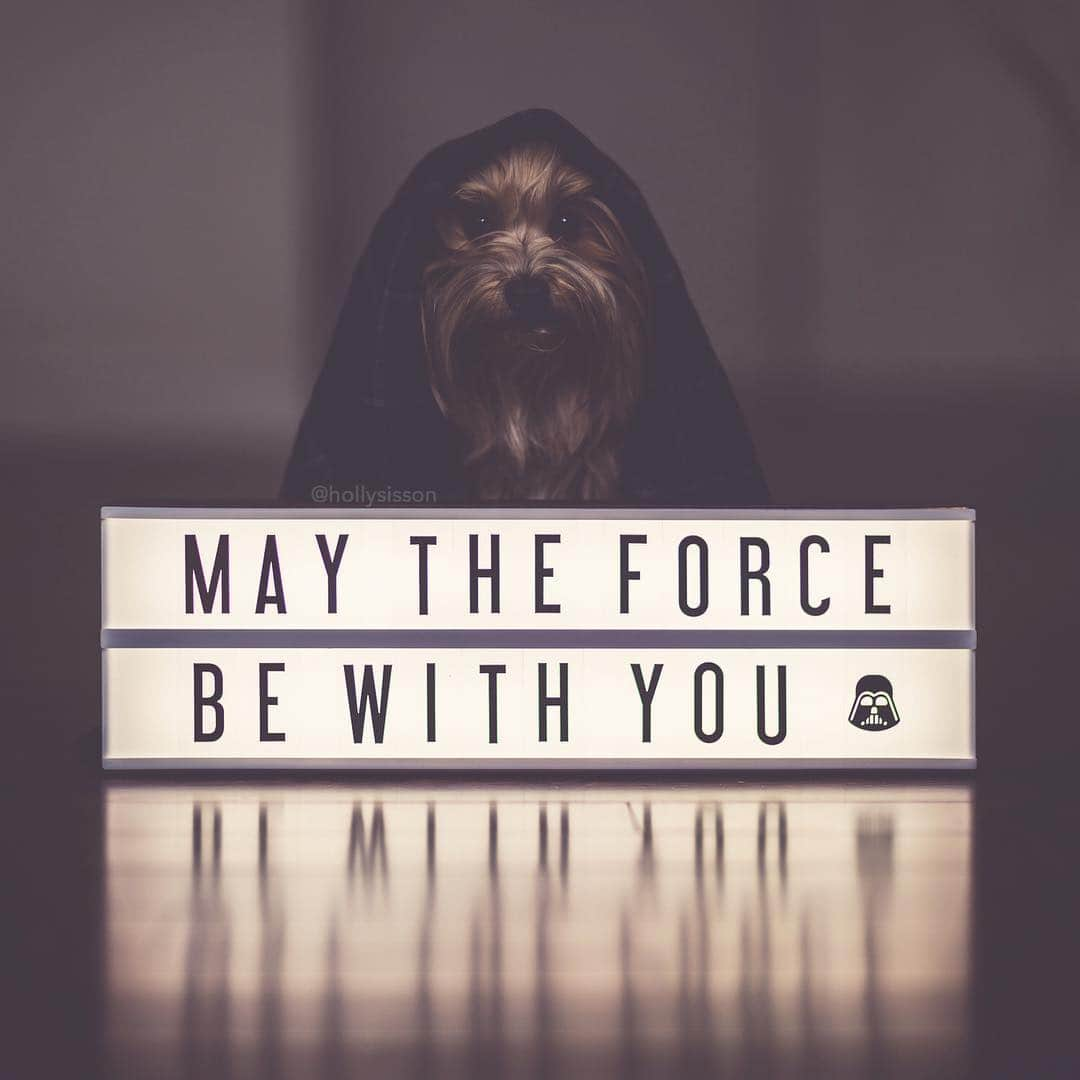 Holly Sissonさんのインスタグラム写真 - (Holly SissonInstagram)「On the eve of the 4th... #Havanesedog #maytheforcebewithyou ~ See more of Oliver, and Alice & Finnegan, on their pet account @pitterpatterfurryfeet ~ Canon 1D X MkII + 85 f1.2L II @ f1.2 (See my bio for full camera equipment information plus info on how I process my images. 😊) ~ @bestwoof #bestwoof #pickmotion」5月4日 0時55分 - hollysisson