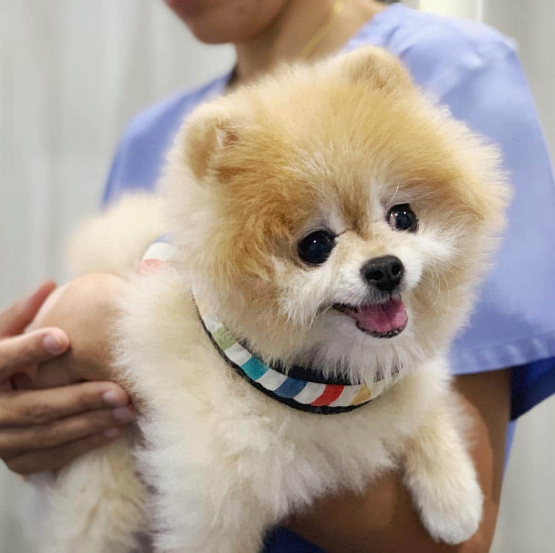 Ella Chuffyさんのインスタグラム写真 - (Ella ChuffyInstagram)「Smile...cause I can!! 😍🥰😘 . . . . . . . . #ellachuffy #pet #petstagram #pomeranianpage #pomeraniansofinstagram #teacuppoms #cutedogs #pomeranian_lovers #pomeranianlife #pomeranianworld #teddybeardog #pomeranian #puppylove #aplacetolovedogs #dogoftheday #justpomeranians #fluffypack #dogoftheday #anmlsposts #thedailypompom #picoftheday #iflmdog #犬 #狗 #everydaydoglover  #pomeranianww #justpomeranians #bridgetdoodlesdogs #smile」5月4日 0時56分 - missdiad