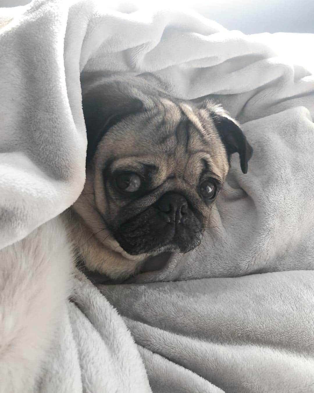 itsdougthepugさんのインスタグラム写真 - (itsdougthepugInstagram)「“Is it the weekend yet?” -Doug」5月4日 0時56分 - itsdougthepug