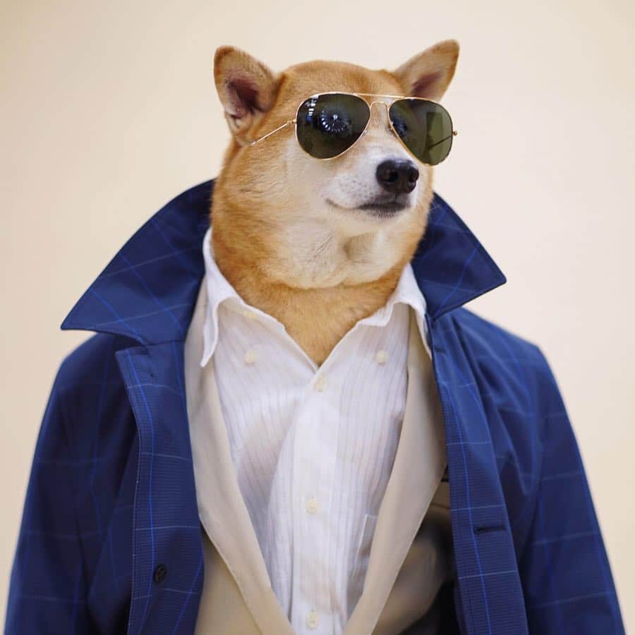 Menswear Dogさんのインスタグラム写真 - (Menswear DogInstagram)「Do a Double Take 🕶🕶✨ Sport a crisp white shirt & tan suit combo for the Sun ☀️ Finish the look with blue water-repellent trench coat for those unexpected Spring showers 🌦  #ad @brooksbrothers #BarksBrothers #BeingBrooksy  Vote Man🙋🏻‍♂️ or Dog 🐶」5月4日 0時58分 - mensweardog