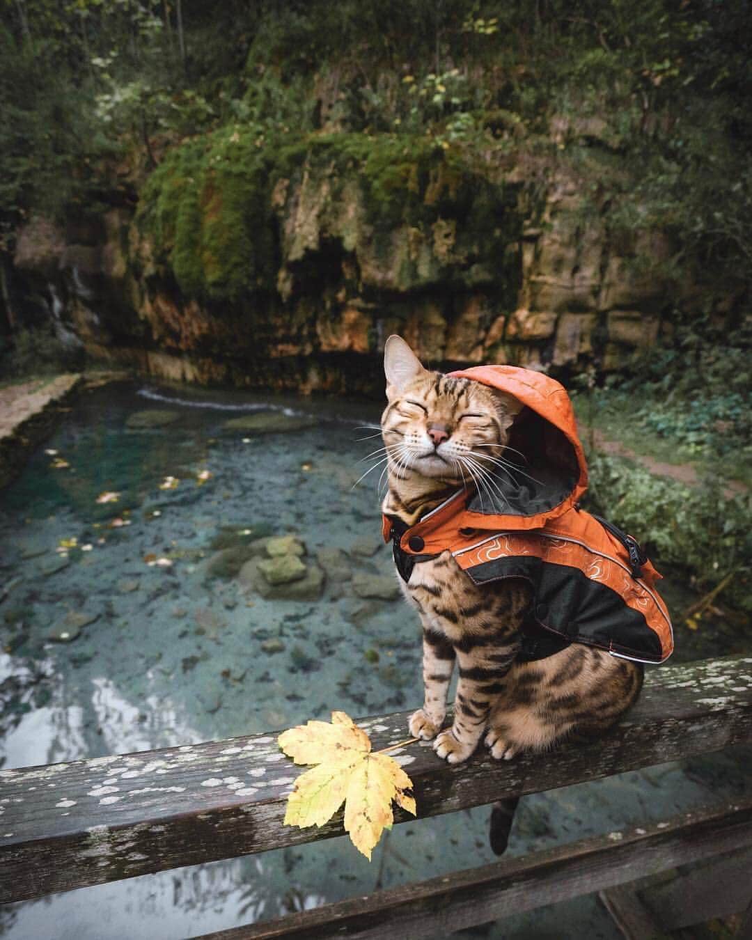 Canon Photographyさんのインスタグラム写真 - (Canon PhotographyInstagram)「A cat in a raincoat? Here you go! Tag someone who has to see this!  Photography | @sukiicat  #cat #cute #forest #catsofinstagram #pet #petphotography」5月4日 0時59分 - cpcollectives
