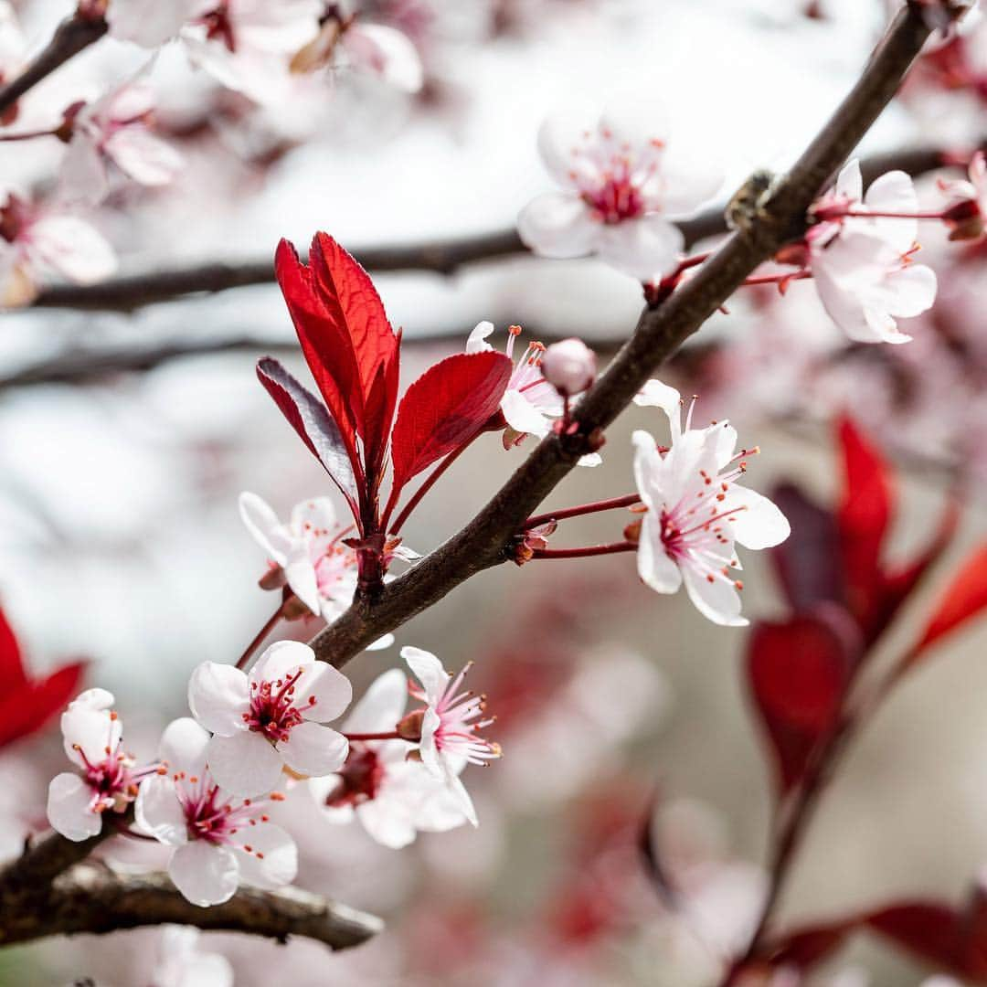 ニューヨーク植物園さんのインスタグラム写真 - (ニューヨーク植物園Instagram)「The last of our late-blooming cherries are still looking lovely at the Garden right now, but they won’t stick around much longer. Keep an eye out for these spring superstars, like this purple-leaved sand cherry (#Prunus × sistena), this weekend. . (📸 by @mco_photo)」5月4日 1時03分 - nybg