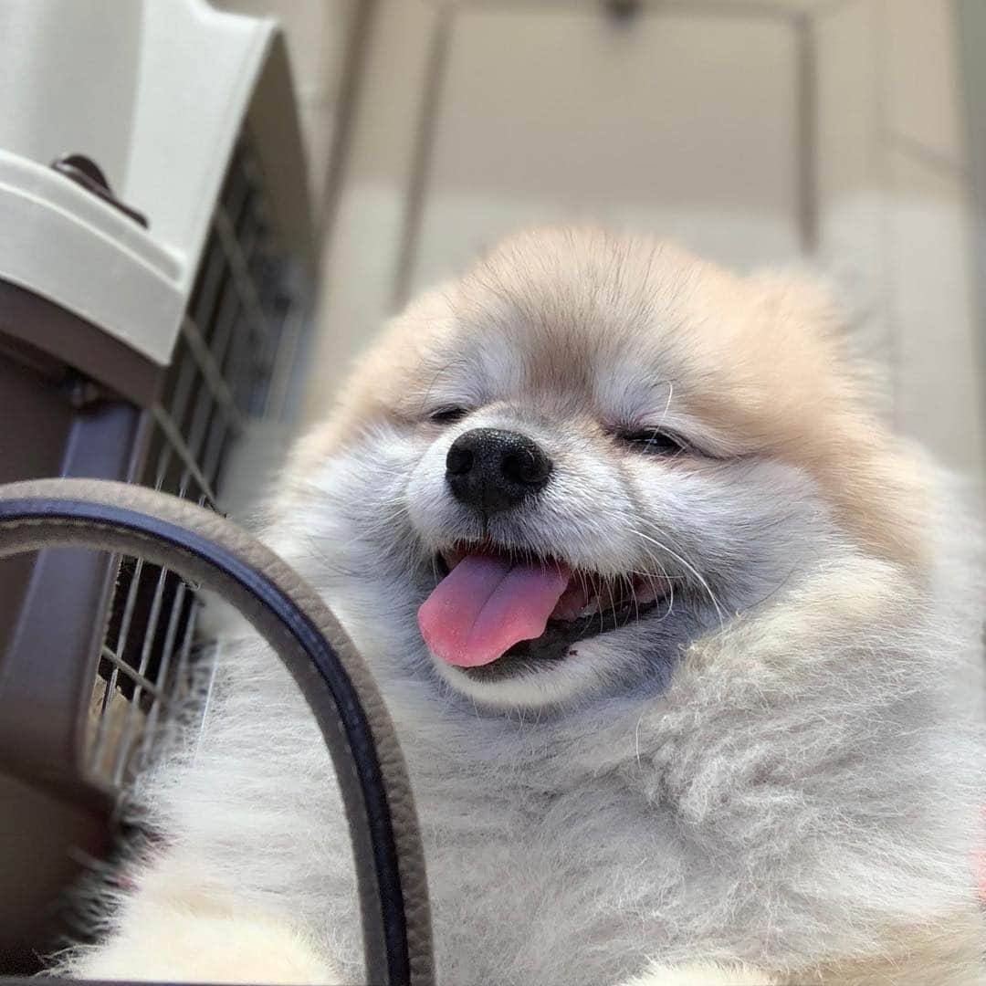 Ella Chuffyのインスタグラム：「Happy Chuffy 🌤🚘🌳 . . . . . . . . #ellachuffy #pet #petstagram #pomeranianpage #pomeraniansofinstagram #teacuppoms #cutedogs #pomeranian_lovers #pomeranianlife #pomeranianworld #teddybeardog #pomeranian #puppylove #aplacetolovedogs #dogoftheday #justpomeranians #fluffypack #dogoftheday #anmlsposts #thedailypompom #picoftheday #iflmdog #犬 #狗 #everydaydoglover  #pomeranianww #justpomeranians #bridgetdoodlesdogs #happydog」
