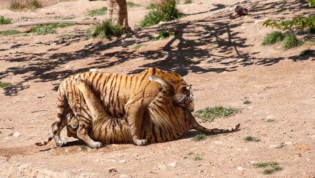 ジ・オニオンさんのインスタグラム写真 - (ジ・オニオンInstagram)「Zoologists Thrilled After Successfully Getting Pair Of Bengal Tigers To 69 In Captivity⁣ ⁣ Visit link in bio for full story.」5月4日 1時15分 - theonion