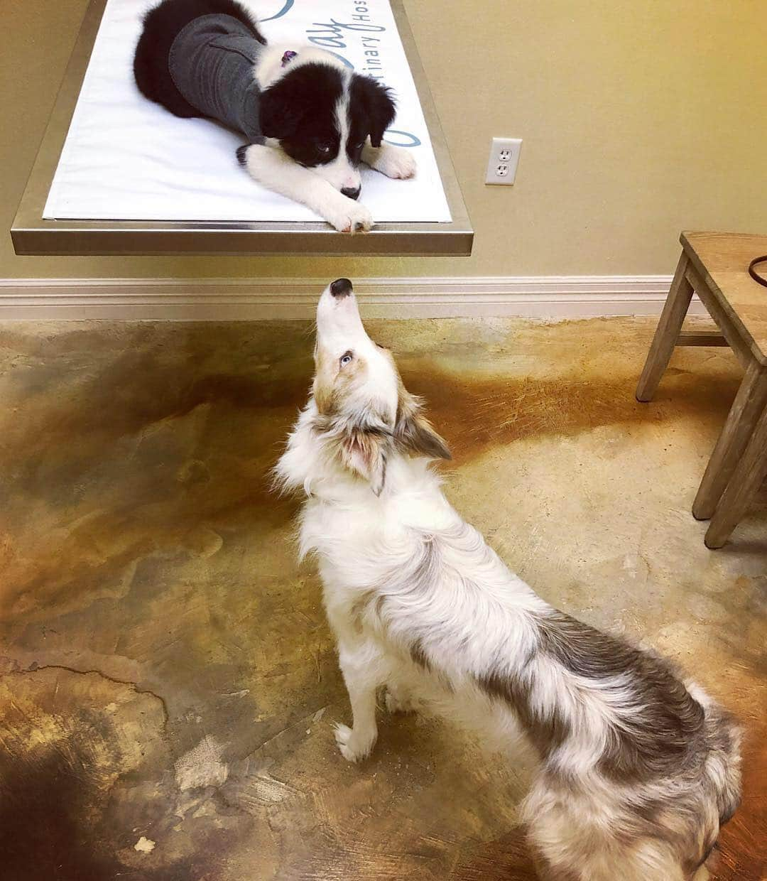 Jazzy Cooper Fostersさんのインスタグラム写真 - (Jazzy Cooper FostersInstagram)「Puppy’s first vet visit. BB is her “emotional support doggo” today. As expected, Puppy (no final name yet!) has worms just like her siblings but other than that, doctor says she looks great. 💮🙂 P.S. A vet visit like this is really good for BB. (Or any dogs that have anxiety at the vet) All she had to do was be there and get lots of love and treats from everyone. 💓」5月4日 1時23分 - bordernerd