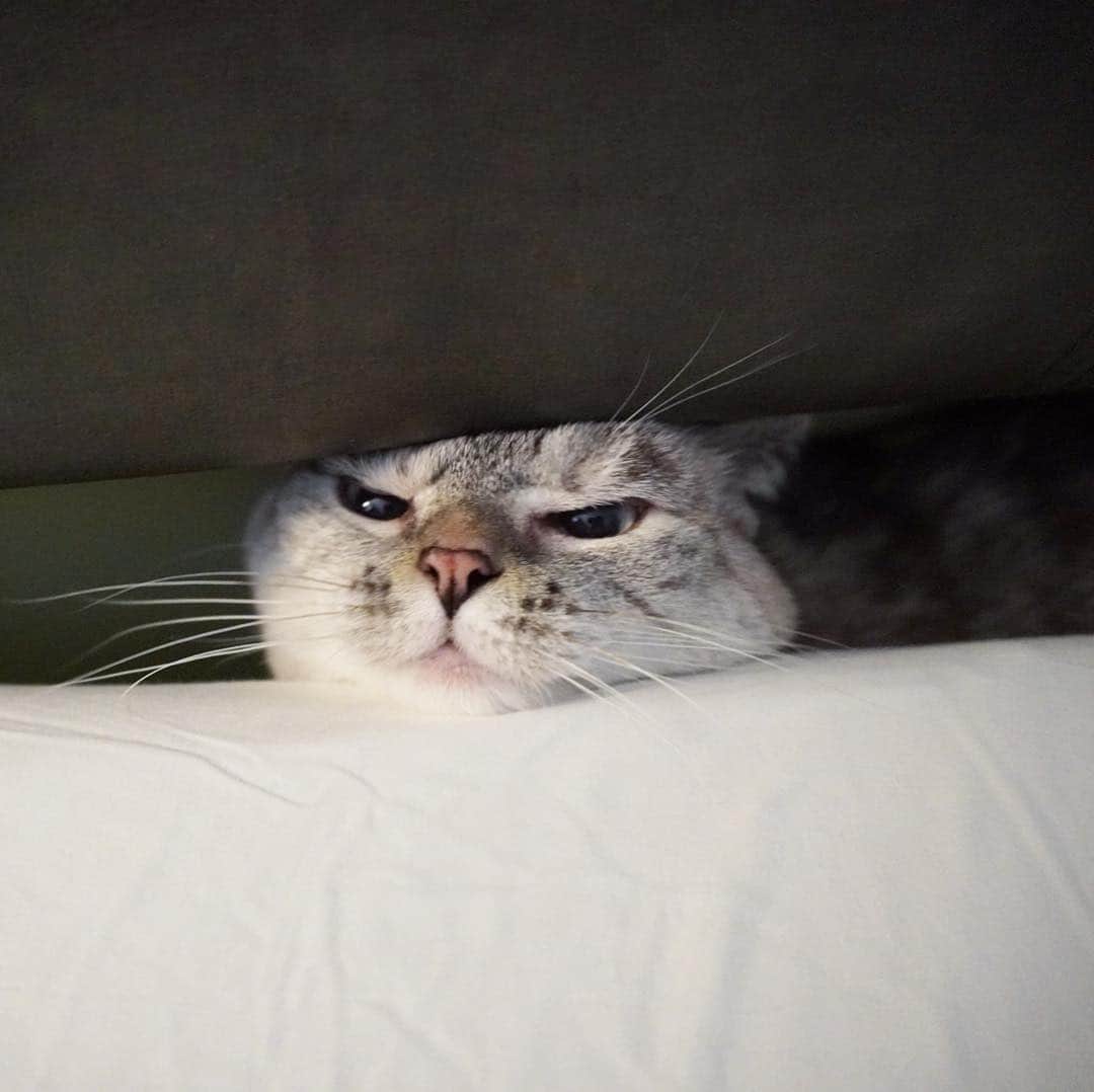 nala_catさんのインスタグラム写真 - (nala_catInstagram)「I’m liquid 😂」5月4日 1時30分 - nala_cat