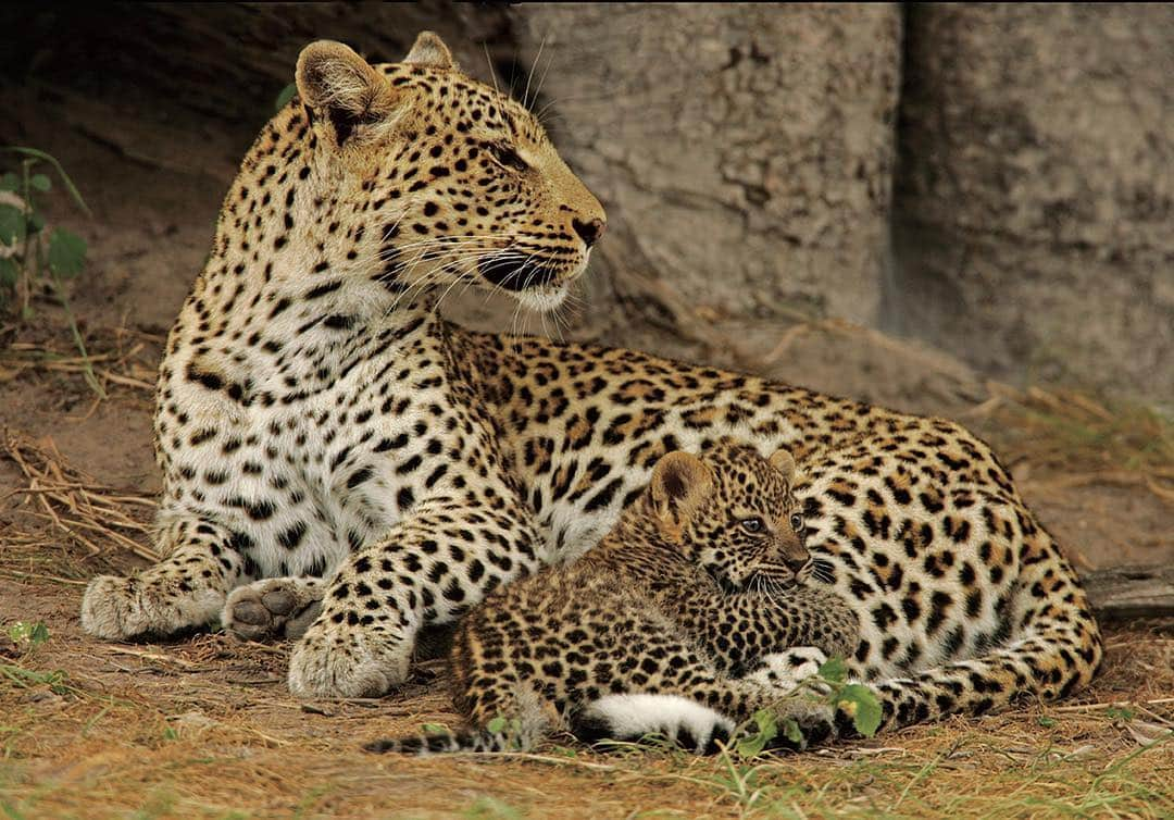 National Geographic Creativeさんのインスタグラム写真 - (National Geographic CreativeInstagram)「Photo by @beverlyjoubert | A leopard cub rests with her mother in the Okavango Delta, Botswana. #Leopard #OkavangoDelta #Botswana」5月4日 2時36分 - natgeointhefield