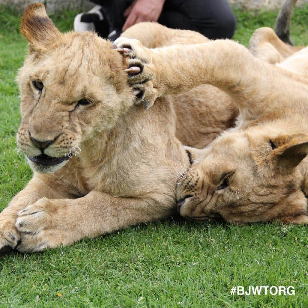 Black Jaguar-White Tiger さんのインスタグラム写真 - (Black Jaguar-White Tiger Instagram)「Brotherly love comes in all sizes at BJWT. We love seeing what relationships form once more kids are introduced to a Pride.  To see a current list of all our current Prides visit our Rescues Page on the website... #BJWT」5月4日 2時30分 - blackjaguarwhitetiger