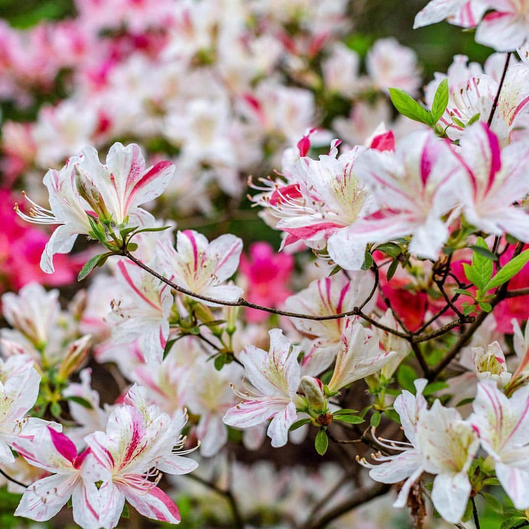 ニューヨーク植物園さんのインスタグラム写真 - (ニューヨーク植物園Instagram)「Whether it’s the eagerly anticipated waves of #azalea blooms, the beauty and perfume of the #lilacs, or the crowds of colorful warblers that migrate through the Garden, May is a particularly picturesque month at NYBG. And there’s plenty to do beyond admire the scenery. Lilac Weekend kicks off tomorrow with hands-on crafts, live music, and the return of our Plein-Air Invitational, followed by the games, music, and food of our Mother’s Day Weekend Garden Party. Soon after, Spring Uncorked brings the region’s best wineries back to the Garden for drinks and fun in our 250 acres. If you’ve been waiting to visit, consider this your signal! . #whatsbeautifulnow, #Rhododendron ‘Dimity’, #Cerciscanadensis」5月4日 2時32分 - nybg