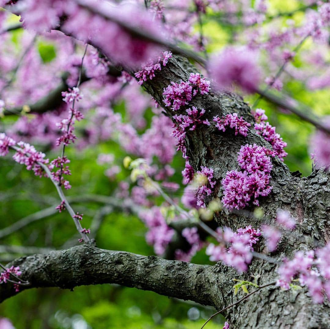 ニューヨーク植物園さんのインスタグラム写真 - (ニューヨーク植物園Instagram)「Whether it’s the eagerly anticipated waves of #azalea blooms, the beauty and perfume of the #lilacs, or the crowds of colorful warblers that migrate through the Garden, May is a particularly picturesque month at NYBG. And there’s plenty to do beyond admire the scenery. Lilac Weekend kicks off tomorrow with hands-on crafts, live music, and the return of our Plein-Air Invitational, followed by the games, music, and food of our Mother’s Day Weekend Garden Party. Soon after, Spring Uncorked brings the region’s best wineries back to the Garden for drinks and fun in our 250 acres. If you’ve been waiting to visit, consider this your signal! . #whatsbeautifulnow, #Rhododendron ‘Dimity’, #Cerciscanadensis」5月4日 2時32分 - nybg