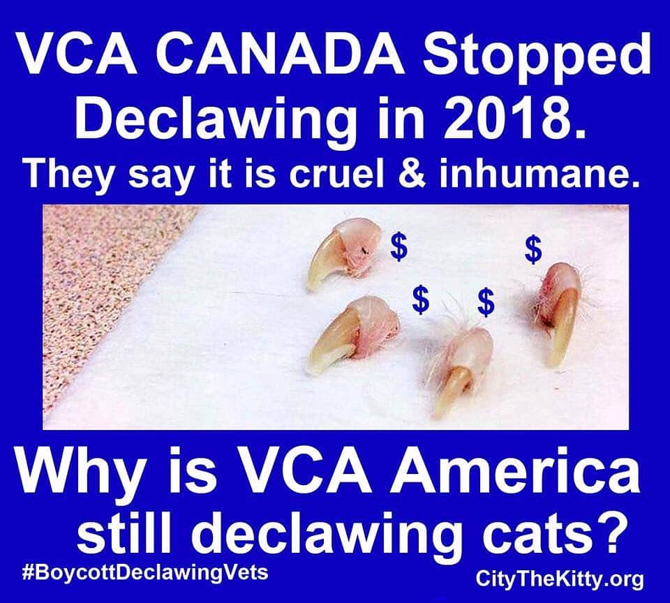 City the Kittyさんのインスタグラム写真 - (City the KittyInstagram)「We are almost at 10,000 signatures, so please take 60 seconds and sign our petition to inspire @vca Animal Hospitals to do the right thing and put the welfare of cats first and stop declawing!  Link to the petition is on our bio. 🙏🏻 #voiceforthevoiceless . @vca_canada stopped declawing a year ago, so why isn't  VCA U.S doing the same thing?  Please nicely ask them and if you get an answer send it to citythekitty@gmail.com . Please post photos of your cats with the hashtags #VCApets #VCA #VCAanimalhospitals and have your cats ask them to please stop declawing.  #VCApets #VCAanimalhospital #VCA #stopdeclawing #pawsneedclaws」5月4日 2時42分 - citythekitty