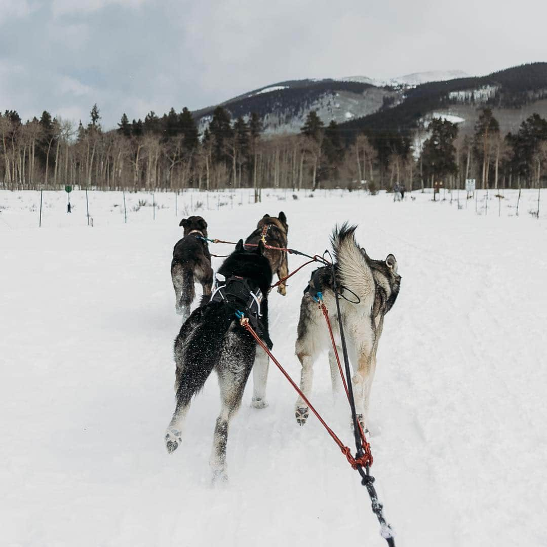 DogsOf Instagramさんのインスタグラム写真 - (DogsOf InstagramInstagram)「STORY TAKEOVER! “Living in beautiful Colorado has many perks, one of the big ones being lots of dogs are down for sledding in the mountains! We have a group of friends and their dogs that get together frequently to hook the dogs up to sleds. It’s fun to see what dogs work the best together and in what positions. They always have a blast and love to pull together!” Writes @thewanderlustdogs | Tap our Stories and check out these adventure dogs on a day out in the snow! #dogsofinstagram」5月4日 2時53分 - dogsofinstagram